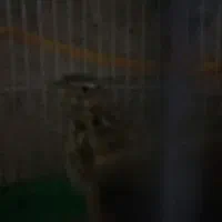 پرندهپ|پرنده|تربت جام, جامرود|دیوار