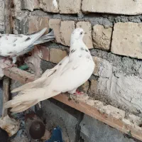 کفتر|پرنده|قم, تعویض پلاک|دیوار
