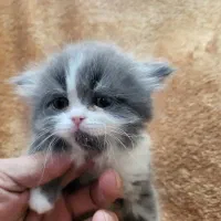 گربه پرشین بلو و تری کالر|گربه|تهران, خواجه نظام الملک|دیوار