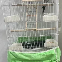 فروش عروس هلندی|پرنده|لاهیجان, قیام|دیوار