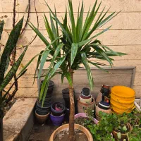 سانسوریا یوکا لیندا|گل و گیاه طبیعی|تهران, سلسبیل شمالی|دیوار