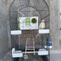 یه جفت جوجه عروس هلندی ۴ ماه|پرنده|چرام, |دیوار