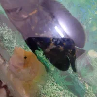 ماهی گوشتخوار|ماهی|مشهد, مهدی آباد|دیوار