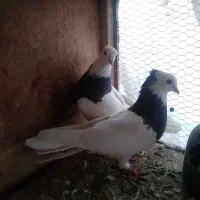 کبوتر کفتر طوقی حسابی