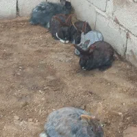 پنج عدد خرگوش بعلاوه یک اشانتیون