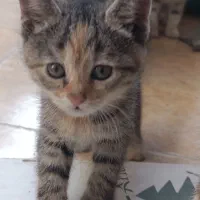 واگذاری بچه گربه فوری