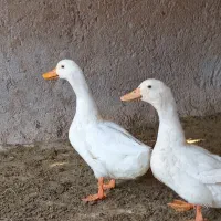 اردک نر