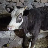 دوتا گوساله یکی نر و یکی ماده