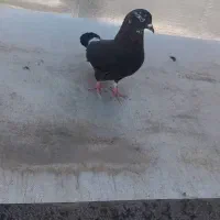 چند عدد کفتر دونه ۸۰