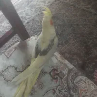 عروس هلندی مولد لوتیتو ودوکت گرینویچک|پرنده|زیباشهر, |دیوار