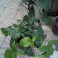 گل‌های شاداب