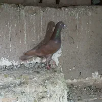 سرخ نر فروشی