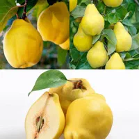 بلوبری کیوی نارنگی گیلاس انجیر انگور توت|خدمات باغبانی و درختکاری|تبریز, |دیوار