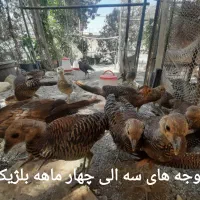 جوجه و بالغ طاووس بلژیکی و آمریکایی زینتی|پرنده|تهران, اباذر|دیوار