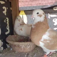 کفتر تیکه پاره زرد