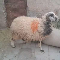 بره فروشی|حیوانات مزرعه|رفسنجان, |دیوار