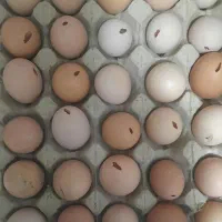 فروش تخم مرغ نوک خورده