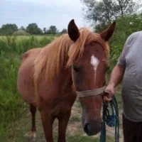 اسب نر|اسب و تجهیزات اسبسواری|لولمان, |دیوار