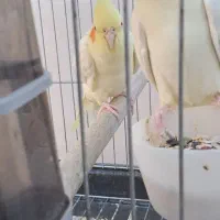 عرویهلندیمولد|پرنده|سرپل ذهاب, |دیوار