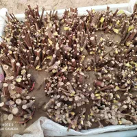 قلمه  موندراپ