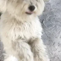 واگذاری رایگان سگ