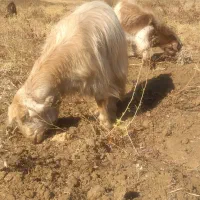 یک بز سه شیر ویک گیسک نر|حیوانات مزرعه|صحنه, |دیوار