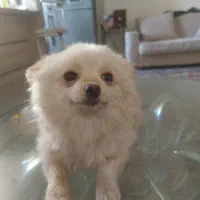 فروشی تمیز واکسن خورده