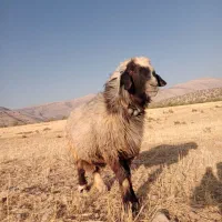 قوچ بختیاری میش بز کهر بره نر ماده ترکی