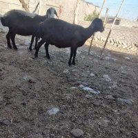 دوگوسفند قزل جوان