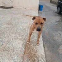 سگ بیتبول نر