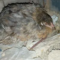 مرغ محلی|حیوانات مزرعه|ایرانشهر, |دیوار