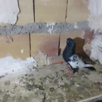 یجفت سینلی یدونه|پرنده|میانه, |دیوار