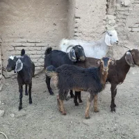 گوسفند فروشی
