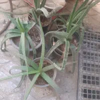 گل آلوورا|گل و گیاه طبیعی|تهران, هاشم‌آباد|دیوار