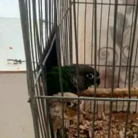 نرماده۱ساله جفت گرینچیک