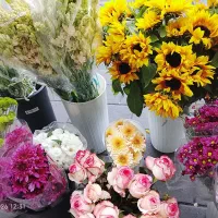 گل قیمت مناسب