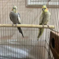 عروس هلندی