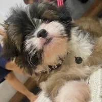 توله نژاد دار مالتیپو