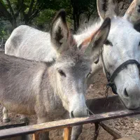 الاغ گله ای با کره