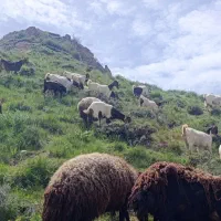 بز پاکستانی اصیل پرشیر