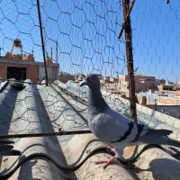 یک جوجه سبز.یک سبزدورگ|پرنده|گرگان, |دیوار