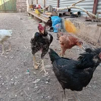 مرغ خروس و جوجه لاری