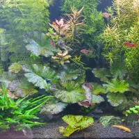 گیاه جذاب و محبوب نیلوفر تایگر