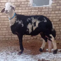 بره قوچ پلنگی پوست گاوی عطیقه