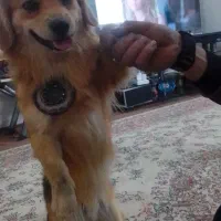 سگ پت بول۲۰سانتی|سگ|مرودشت, رامجرد یک|دیوار