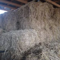 کاه برنج|حیوانات مزرعه|آستانه اشرفیه, |دیوار