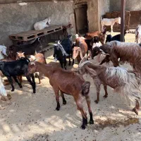 بز ، کهره و پازن|حیوانات مزرعه|وحدتیه, |دیوار