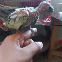 جوجه عروس هلندی طاووسی|پرنده|مشهد, عامل|دیوار