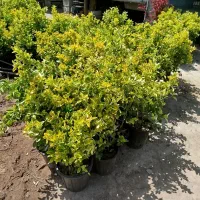 عرضه نهال با شناسه دار