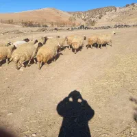 میش|حیوانات مزرعه|ویسیان, |دیوار